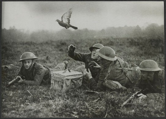 Releasing pigeons in the field