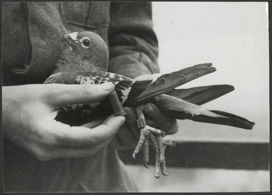 Attaching message cylinder to pigeon's leg