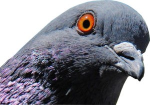 pigeon-face-cropped