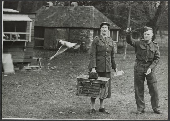 A.T.S. woman being shown how to release a pigeon