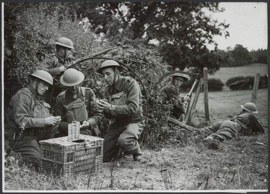 Officer in the field writing a message for dispatch by pigeon