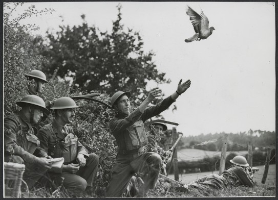 Releasing the pigeon