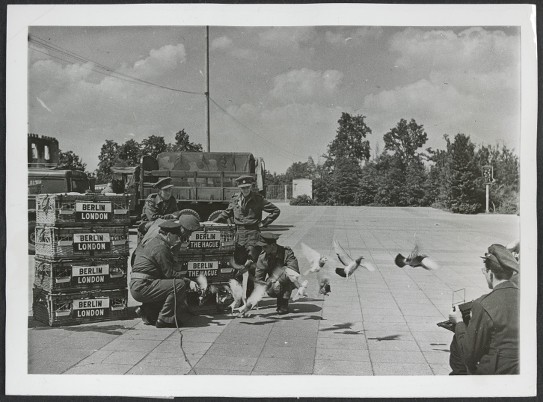 Last flight of B.L.A. war pigeons