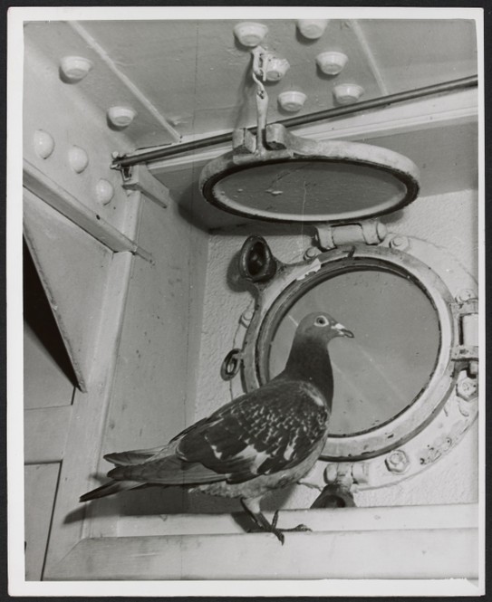 Weary pigeon resting on board the H.M.C.S. Mayflower, the ship sent its message on in code 